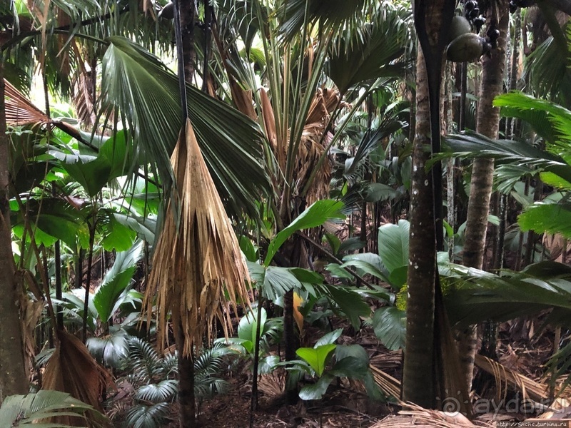 Конгени(т)ально! Кокосы резервата Vallee de Mai (ЮНЕСКО 261)