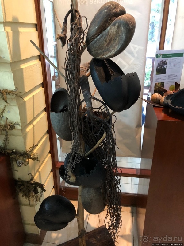 Конгени(т)ально! Кокосы резервата Vallee de Mai (ЮНЕСКО 261)