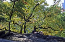 Осень в Центральном парке