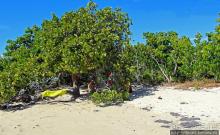 Бухта на мысе Кабо Рохо, или "лес", более напоминающий пляж