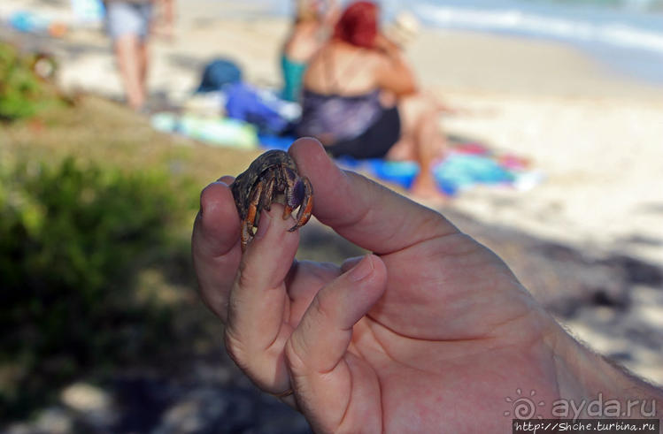 Бухта на мысе Кабо Рохо, или "лес", более напоминающий пляж Бухта на мысе Кабо Рохо, или "лес", более напоминающий пляж
