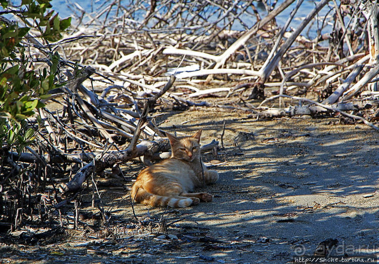 Бухта на мысе Кабо Рохо, или "лес", более напоминающий пляж Бухта на мысе Кабо Рохо, или "лес", более напоминающий пляж