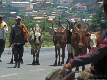 Мадагаскарские картинки. Пригород столицы - Антананариву