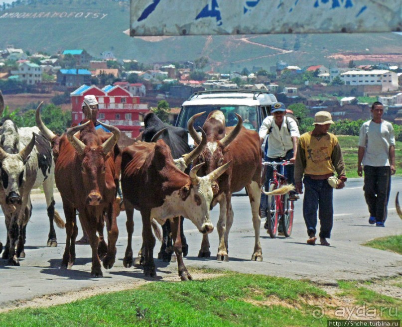 Мадагаскарские картинки. Пригород столицы - Антананариву