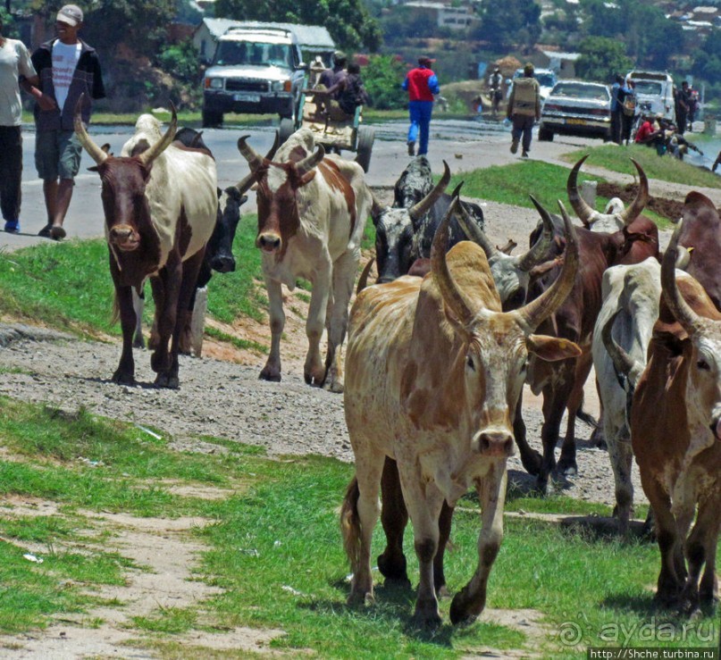 Мадагаскарские картинки. Пригород столицы - Антананариву