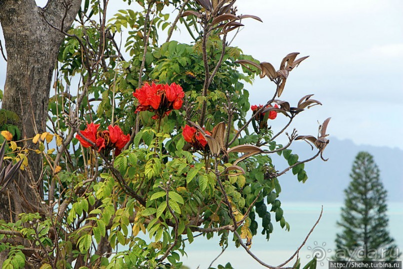 Панорама залива и города Канеохе на востоке острова Оаху