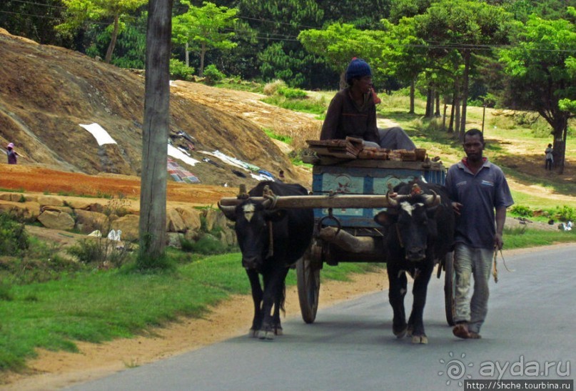 Мадагаскарские картинки. Провинция Антананариву. Восток