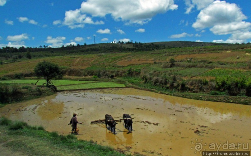 Мадагаскарские картинки. Провинция Антананариву. Восток