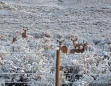 "Осторожно, на дорогах олени", утро на дорогах Вайоминга