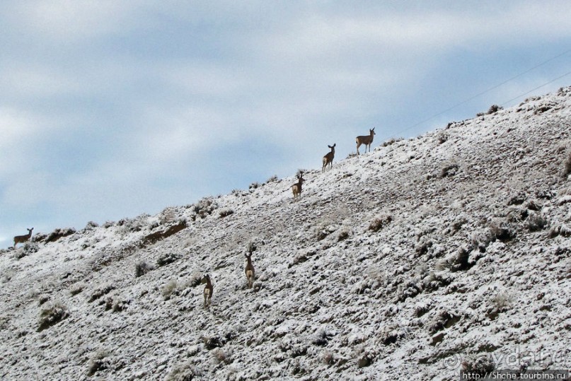 "Осторожно, на дорогах олени", утро на дорогах Вайоминга