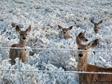 "Осторожно, на дорогах олени", утро на дорогах Вайоминга