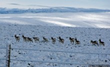 "Осторожно, на дорогах олени", утро на дорогах Вайоминга