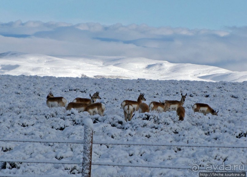 "Осторожно, на дорогах олени", утро на дорогах Вайоминга