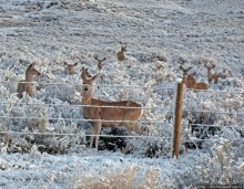 "Осторожно, на дорогах олени", утро на дорогах Вайоминга