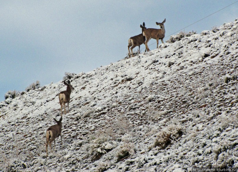 "Осторожно, на дорогах олени", утро на дорогах Вайоминга