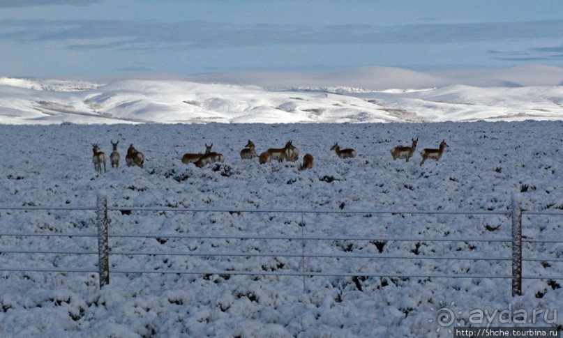 "Осторожно, на дорогах олени", утро на дорогах Вайоминга