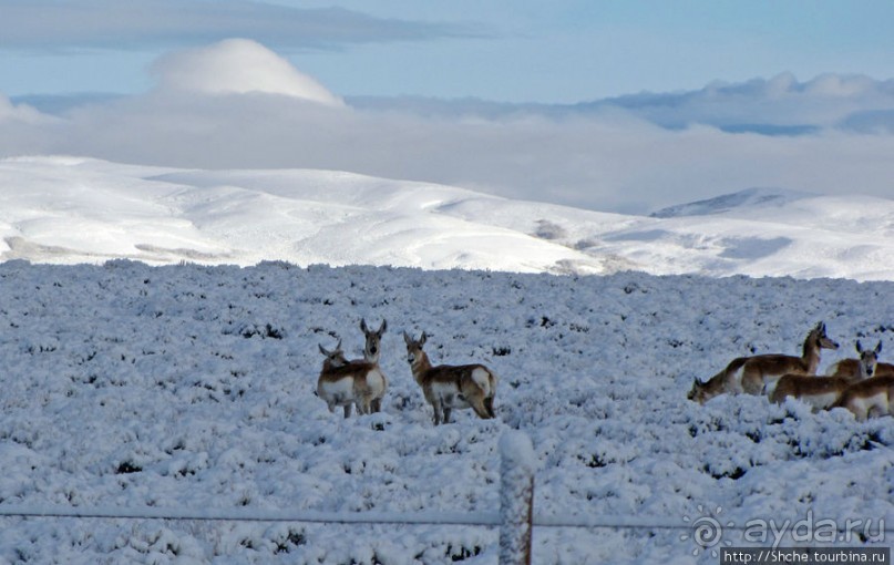 "Осторожно, на дорогах олени", утро на дорогах Вайоминга