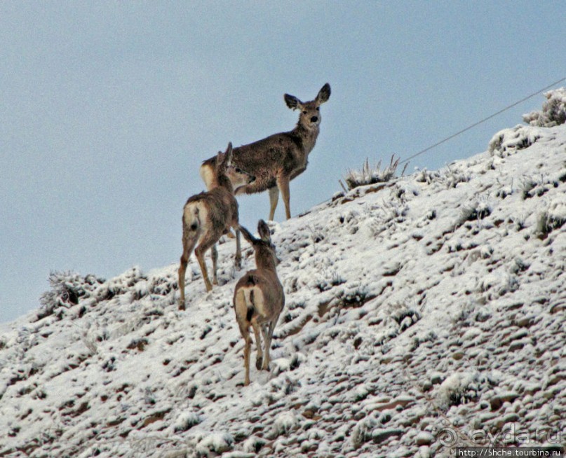 "Осторожно, на дорогах олени", утро на дорогах Вайоминга