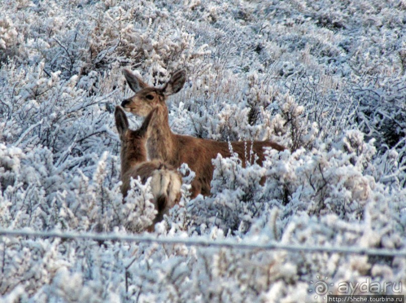 "Осторожно, на дорогах олени", утро на дорогах Вайоминга