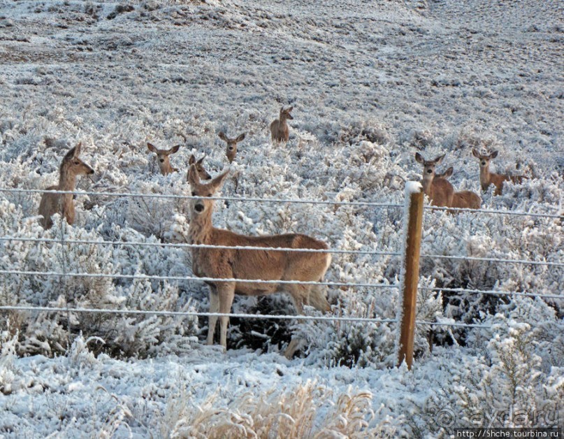"Осторожно, на дорогах олени", утро на дорогах Вайоминга