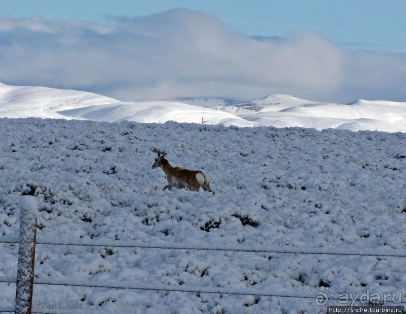 "Осторожно, на дорогах олени", утро на дорогах Вайоминга