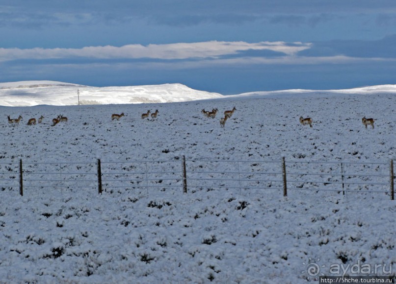 "Осторожно, на дорогах олени", утро на дорогах Вайоминга