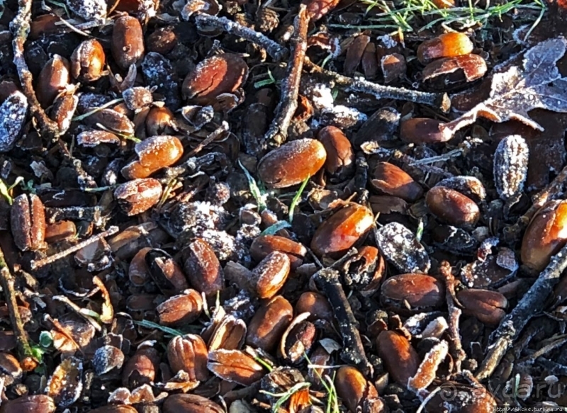 Роскошный ландшафтный парк у красивейшего замка Польши