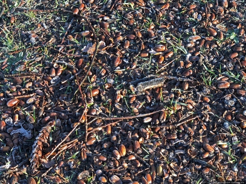 Роскошный ландшафтный парк у красивейшего замка Польши