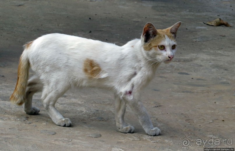 Ресторан с террасой над Меконгом