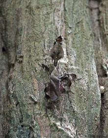 Обитатели Ботанического сада Энтеббе. Фауна