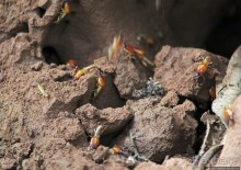 Обитатели Ботанического сада Энтеббе. Фауна