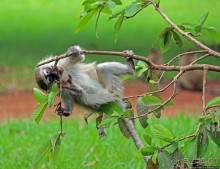 Обитатели Ботанического сада Энтеббе. Фауна