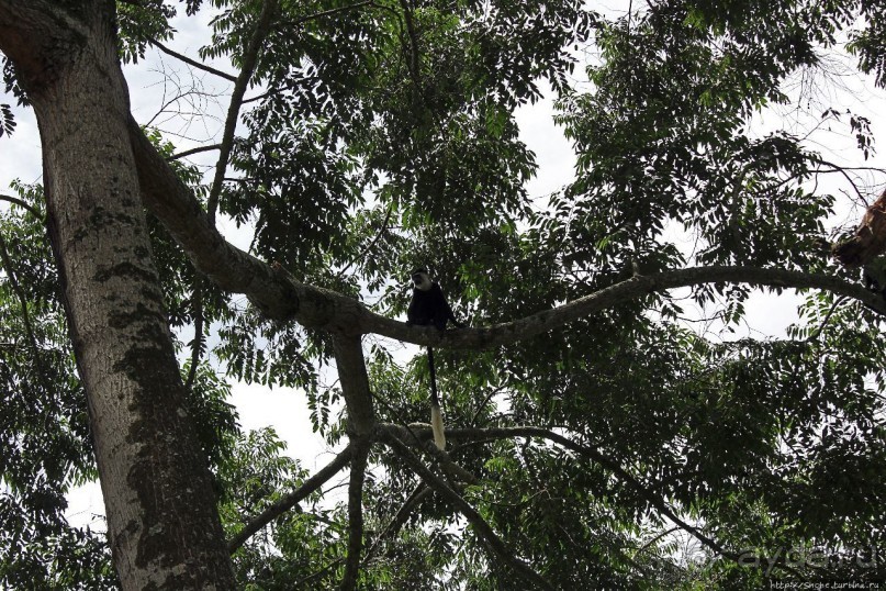 Обитатели Ботанического сада Энтеббе. Фауна