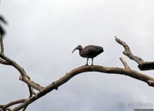 Обитатели Ботанического сада Энтеббе. Фауна