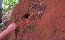 Обитатели Ботанического сада Энтеббе. Фауна