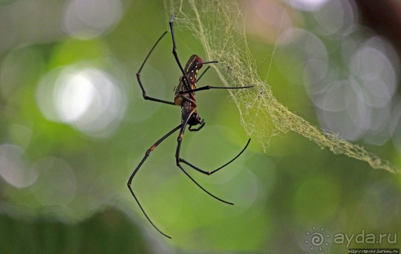 Обитатели Ботанического сада Энтеббе. Фауна