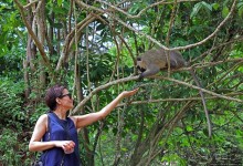 Обитатели Ботанического сада Энтеббе. Фауна