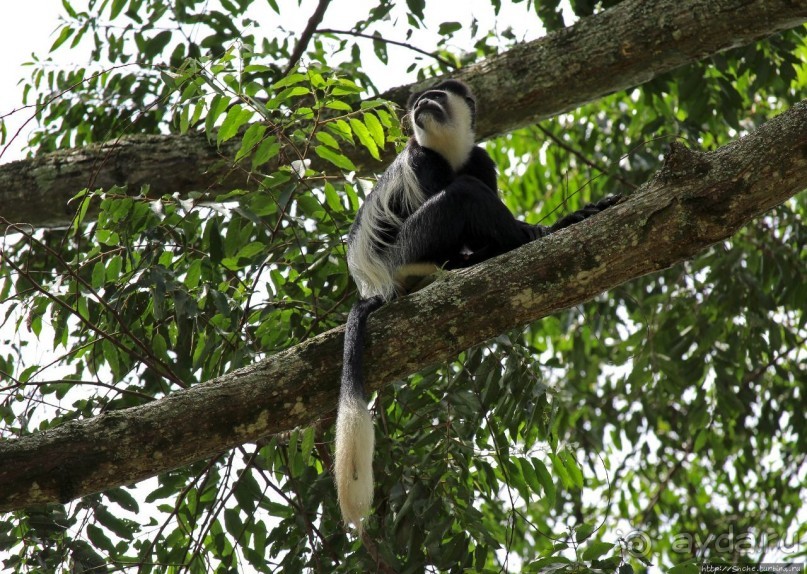Обитатели Ботанического сада Энтеббе. Фауна