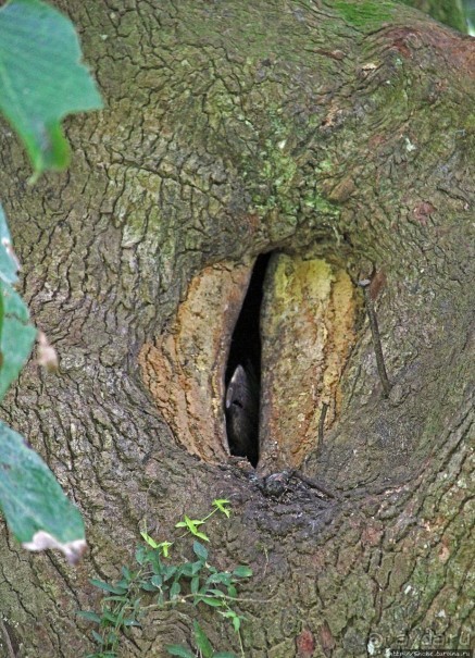 Обитатели Ботанического сада Энтеббе. Фауна