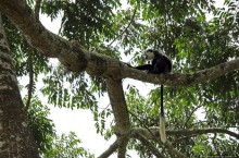 Обитатели Ботанического сада Энтеббе. Фауна