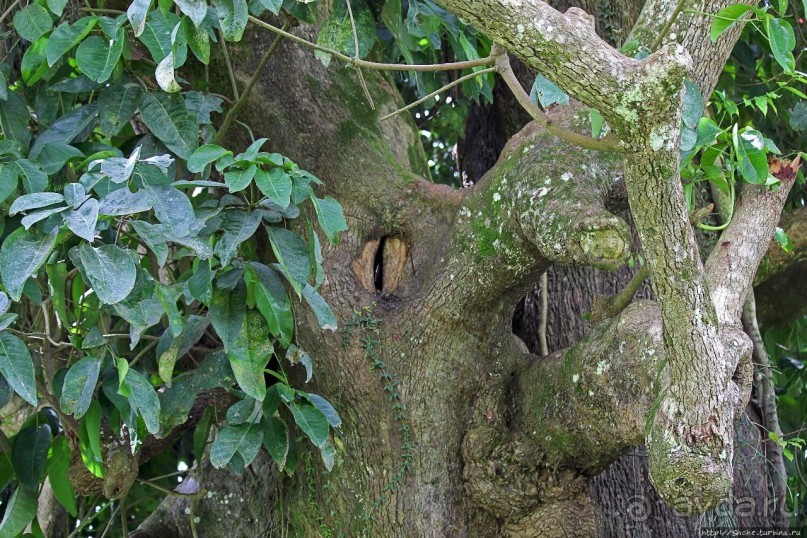 Обитатели Ботанического сада Энтеббе. Фауна