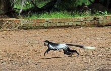 Обитатели Ботанического сада Энтеббе. Фауна