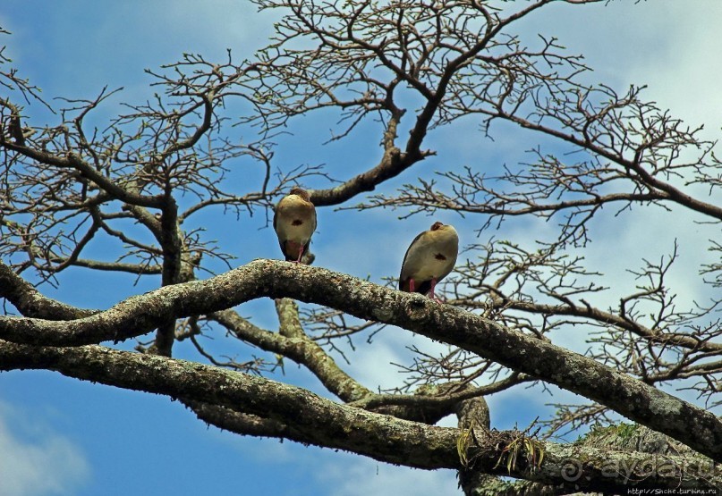 Обитатели Ботанического сада Энтеббе. Фауна