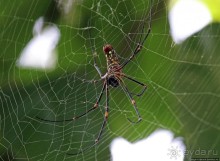 Обитатели Ботанического сада Энтеббе. Фауна