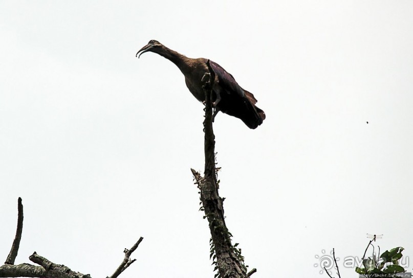 Обитатели Ботанического сада Энтеббе. Фауна