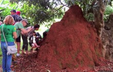 Обитатели Ботанического сада Энтеббе. Фауна