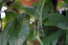 Обитатели Ботанического сада Энтеббе. Фауна