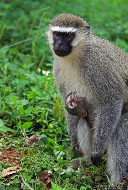 Обитатели Ботанического сада Энтеббе. Фауна