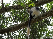 Обитатели Ботанического сада Энтеббе. Фауна