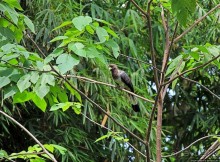 Обитатели Ботанического сада Энтеббе. Фауна